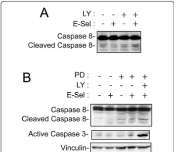 Figure 5 PI3K and ERK activation impairs caspase activation. A) HT29 cells were pre-treated for 30 minutes with DMSO (0.1%) or LY 249002 (20 μM) before being incubated with rhE-selectin/Fc (5 μg/
