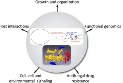 Figure 1. Schematic highlighting Candida albicans hyphal organization and studies of morphological transition in different processes  and at different levels