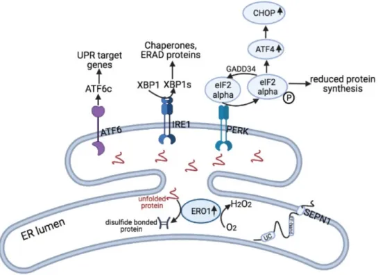Figure 3. SEPN1 and ER stress. Unfolded proteins trigger ER stress and the consequent UPR by the activation of three sensors ATF6, IRE1 and PERK