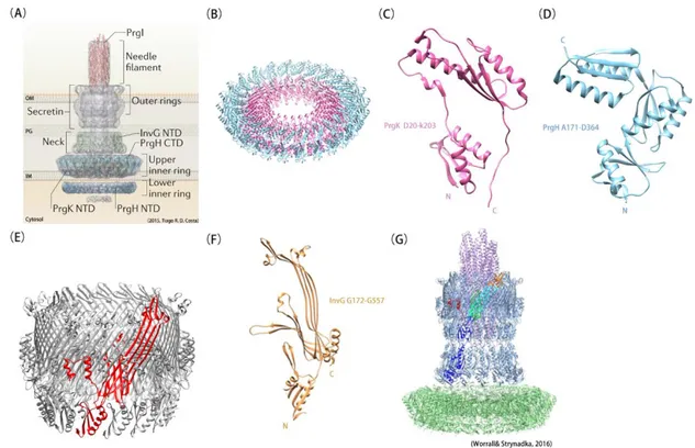 Figure 4. Structural model of T3SS. (A) Model of the major subassemblies of the T3SS. Adapted  from Tiago R.D Costa et al., 2015