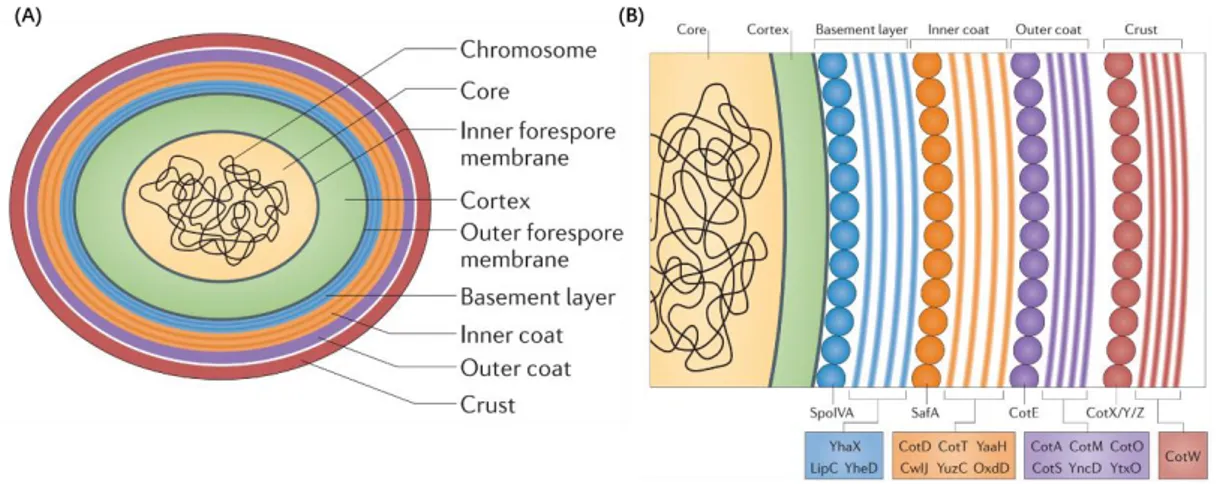 Figure 9. Protective layers found in the mature B. subtilis spore. (A)  Schematic diagram of the  mature B