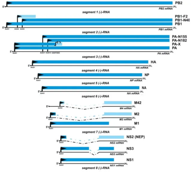 Figure 2: Main and accessory proteins encoded by influenza A viral mRNAs. 