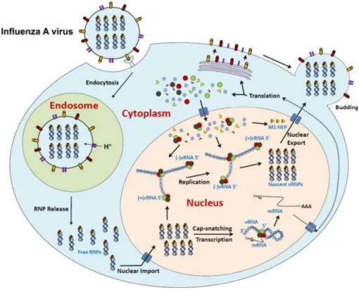 Figure 6: Influenza viral cycle. 