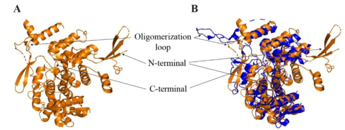 Figure 9: Structure of Isavirus NP. 