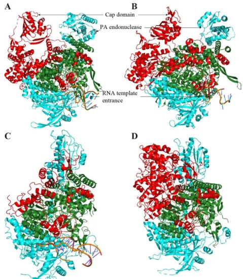 Figure 10: Bat IAV, IBV, ICV and IDV RdRp structures. 