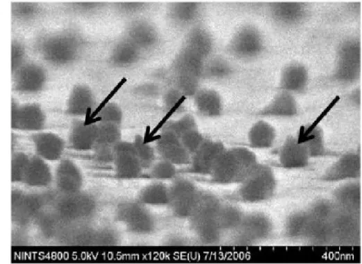 Figure 2. Scanning electron micrograph of  in vivo biotinylated T4 phage, immobilized on a 6 