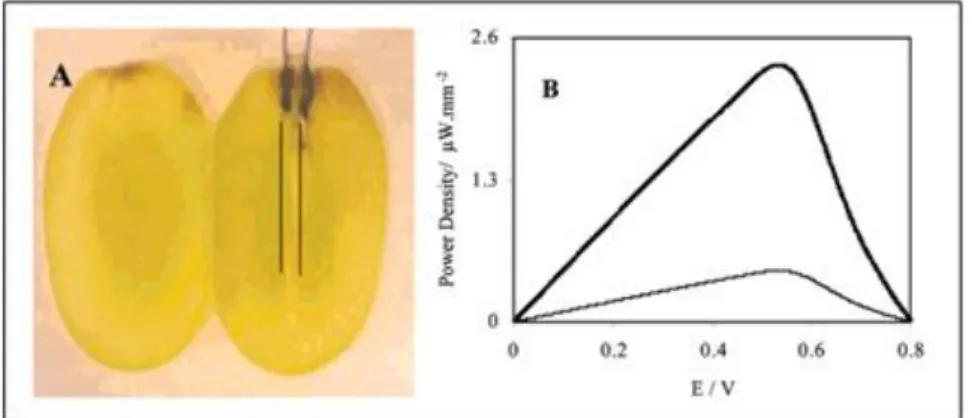 Figure 18: a/ Photo de la biopile implantée par Mano et al. b/Densité de puissances en fonction de la tension, biopile implantée 
