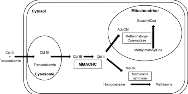 Figure 1. Intracellular cobalamin metabolism. AdoCbl, adenosylcobalamin; Cbl, cobalamin; MeCbl, methylcobalamin; MMACHC, methylmalonic aciduria cblC type with homocystinuria protein.