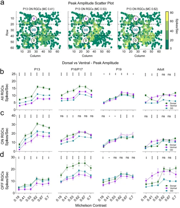 Figure 3.  Dorsal-ventral gradient of peak amplitudes to different contrasts after eye-opening