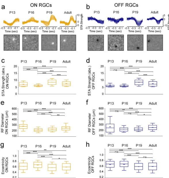 Figure 6.  Shifted White Noise used to study the development of RGC RF central areas. (a,b) STA signal  strength (top) and spatial profiles (bottom) for selected example RF central areas from ON (a) and OFF  (c) RGCs from all 4 age groups (see below)