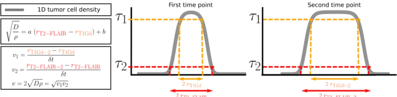 Figure 4: 1D graphical explanation detailing how the measured radii are related to the invisibility index and speed of growth of the tumor.