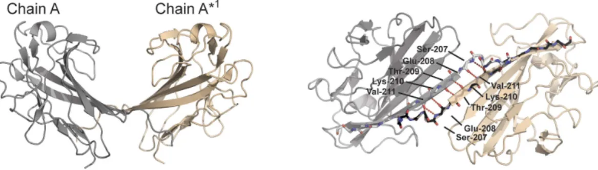 Figure 3.  BR 187–385  forms a β-sheet dimer with a saddle-like structure. Intermolecular β -sheets are formed  between symmetry mates of BR 187–385  in the P4 1 22 (PDB: 3ZGH) crystal structure with a total interface surface  area (ISA) of 600 Å 2 