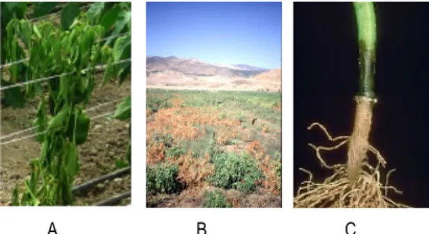 Figure  1:  Attaques  de  P.  capsici  sur  piment.  A:  premiers  symptômes  de  flétrissement  (culture  sous  tunnel  plastique); B: symptômes dans un champ  de  piment  en  Turquie;  C:  collet  de  d'un  plant de poivron greffé contaminé par P