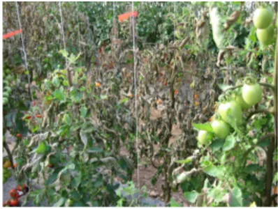 Figure 3 : Vue générale d’une attaque de  P.  infestans  sur  cultures  de  tomate  conduites  sous  tunnel  plastique  (Photo: 