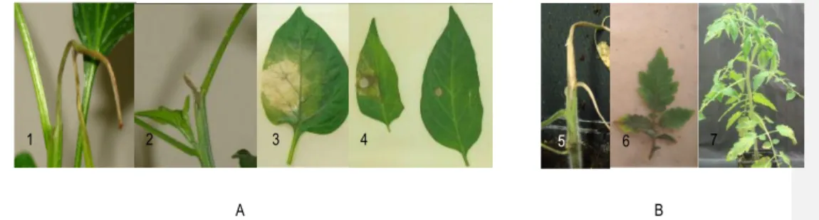 Figure  4:  Mise  en  œuvre  de  tests  d’évaluation  de  la  résistance  polygénique  du  piment  à  P