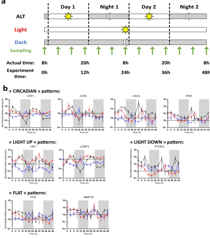 Figure 3.  Circadian expression patterns of candidate genes. (a) Three samples were collected every 4 h during  a 48 h period from isogenic S
