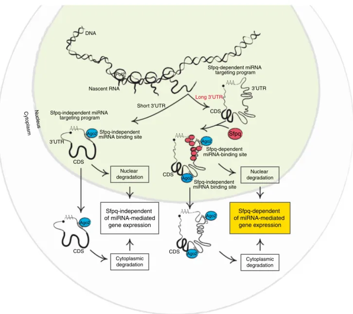 Fig. 7 A model for the Sfpq-dependent control of miRNA targeting