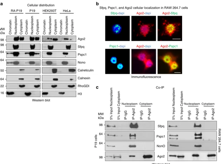 Fig. 3 Sfpq, Pspc1, and NonO interact with Ago2 in the nucleoplasm. a Immunoblot analysis of chromatin, nucleoplasm, or cytoplasm from HeLa, HEK293T, P19, or RA-treated P19 cells using antibodies directed to the indicated proteins