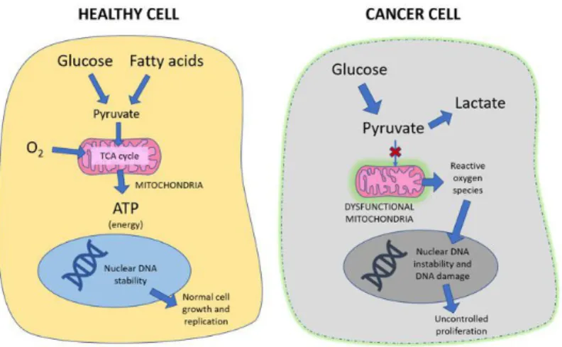 Figure 1. Different pathways of healthy and cancer cells metabolism [27].
