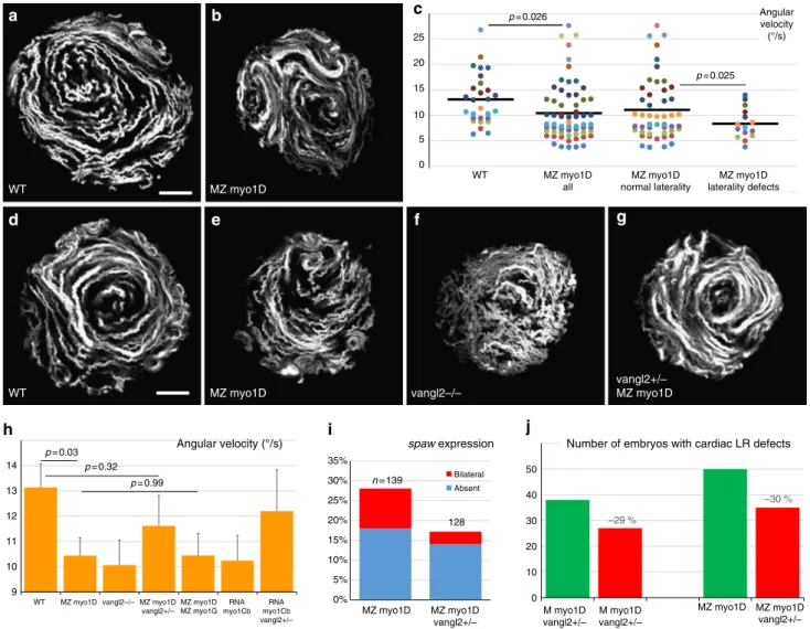 Fig. 4 myo1D is required for the establishment of zebra ﬁ sh left – right organizer ﬂ ow