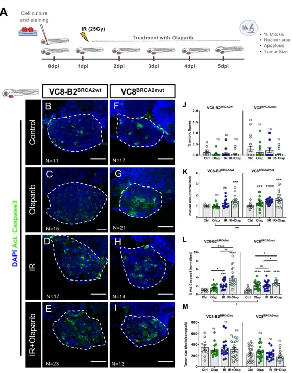 Figure 2. VC8 and VC8-B2 zebrafish xenografts show different sensitivities to treatment with olaparib and IR