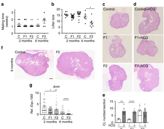 Fig. 4 Inhibition of the AKT-FOXO3 pathway in oocytes after in utero exposure to APAP + IBU
