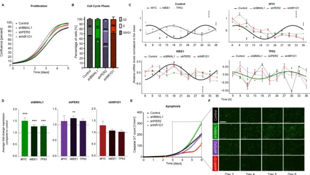 Figure 2. Core-clock gene knockdown affects cell proliferation in HCT116 cells. (A) Proliferation  analyses of HCT116 cell lines after shRNA) knock-down of core-clock genes (BMAL1,  PER2 and  NR1D1) over 5 days (n &gt; 8, mean ± SEM, p &lt; 0.001 for shBMA