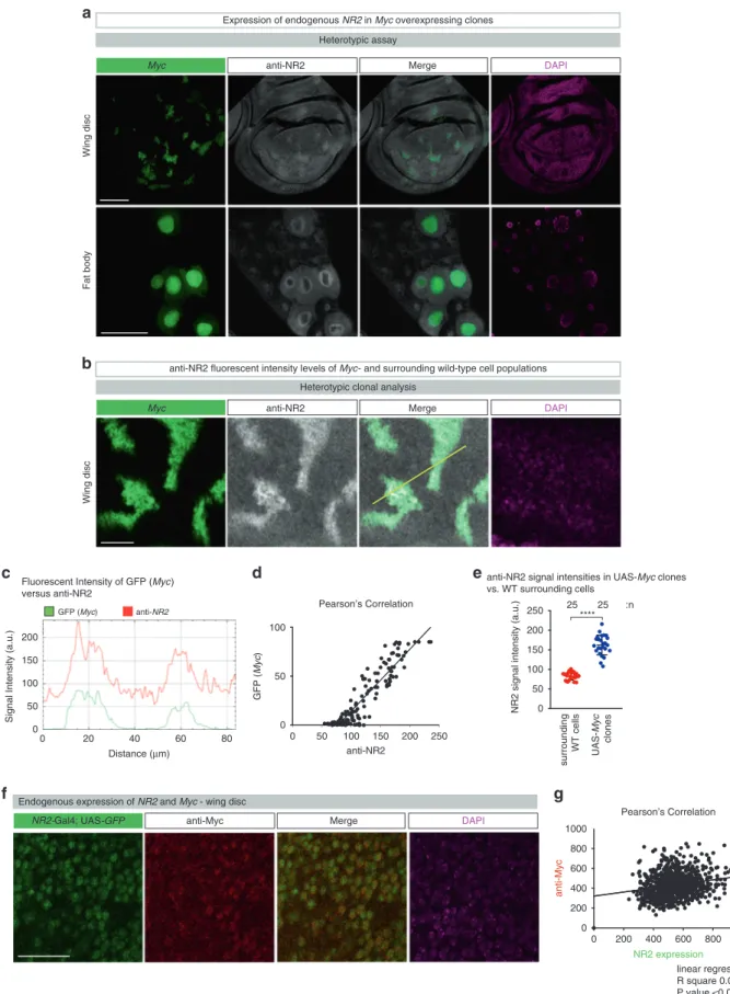 Fig. 7 NR2 is upregulated in supercompetitior Myc-expressing cells. a, b Immunostaining of imaginal wing discs and fat body, GFP-marked Myc over- over-expressing clones