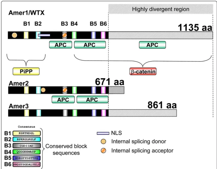 Figure 1 Primary structure and specific conserved sequence blocks of Amer proteins. Overall structure of human WTX/AMER1, AMER2 and AMER3 showing the relative position of the conserved blocks (B1 to B6), the APC interacting domains, the nuclear localizatio