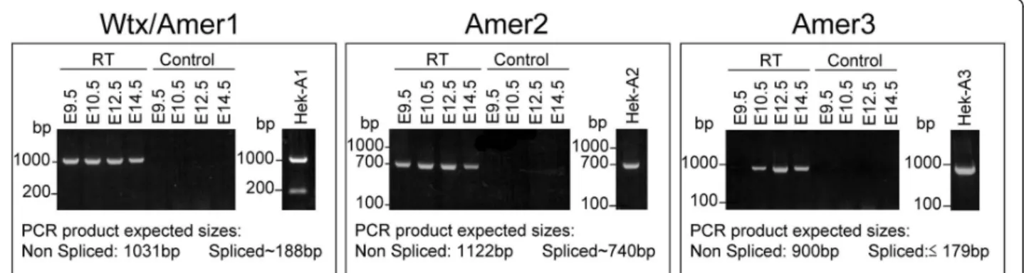 Figure 2 Alternative splicing of Amer transcripts. RT-PCR of the N-terminus of Amer transcripts performed from E9.5 to E14.5 mouse embryos and HEK293T cells transfected with Wtx/Amer1 (HEK-A1), Amer2 (HEK-A2) or Amer3 (HEK-A3)