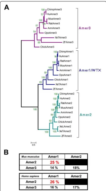 Figure 3 Phylogenetic analysis of the Amer gene family. A.