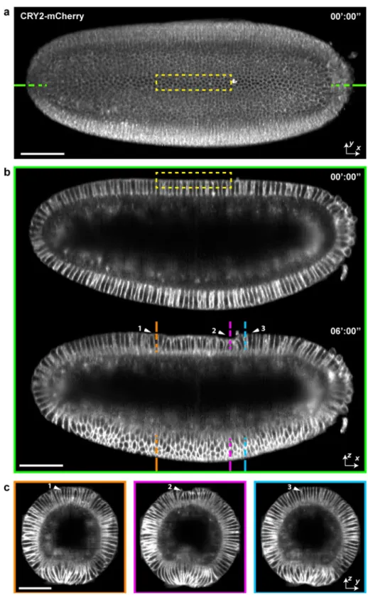 Figure 6.  4D Imaging of localized optogenetic promotion of dorsal apical contraction