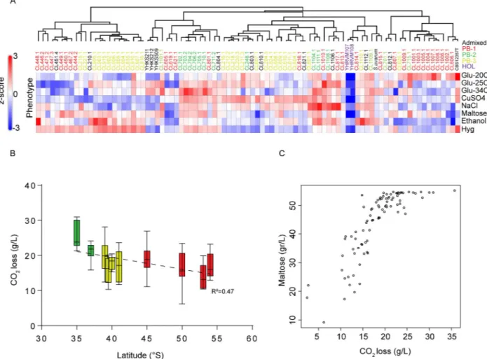 Fig 6. Phenotypic diversity in S. eubayanus. (A) Heat map depicting the phenotypic diversity in S