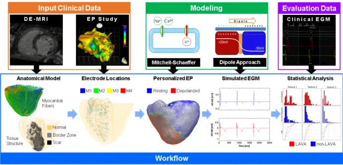 Fig. 1: The processing pipeline includes the generation of a personalized cardiac model from imaging data, the simulation of cardiac electrophysiology and intracardiac electrograms and the statistical analysis of the clinical and simulated signals.