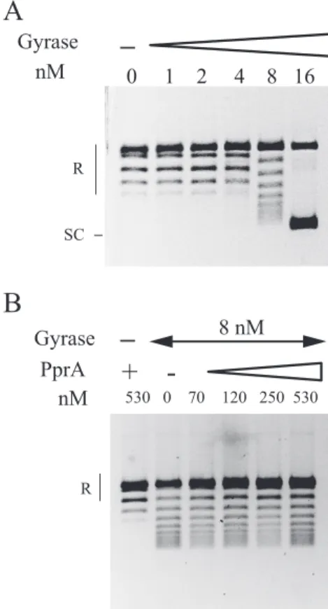 FIG 5 Assay for the DNA negative supercoiling activity of the D. radiodurans DNA gyrase