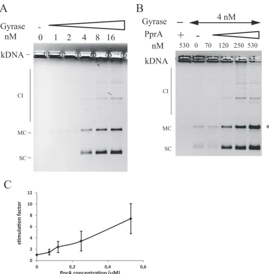 FIG 6 PprA stimulates decatenation activity of D. radiodurans DNA gyrase. (A) kDNA was incubated with the indicated increasing concentrations of DNA gyrase