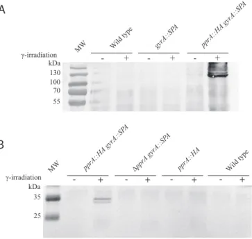 FIG 1 The GyrA subunit of DNA gyrase interacts with the PprA protein after irradiation