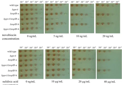 FIG 2 Sensitivity of ⌬ pprA mutant to gyrase inhibitors. Serial dilutions of cultures of GY9613 (wild-type), GY14661 ( ⌬ pprA), GY15987 ( ⌬ topIB) (2 clones, a and b), and GY15985 ( ⌬ pprA ⌬ topIB) (2 clones, a and b) strains were spotted on plates in the 