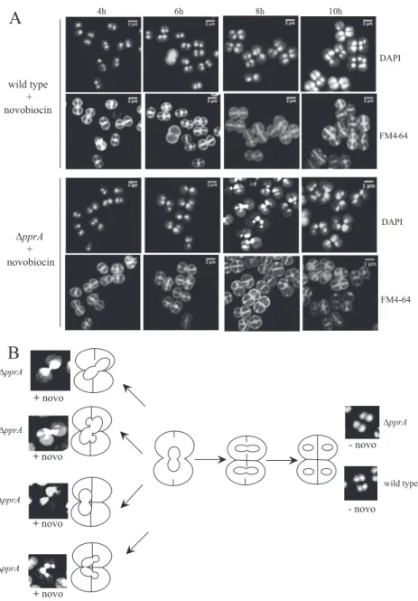 FIG 3 Morphologies of wild-type and ⌬ pprA mutant cells grown in the presence of novobiocin