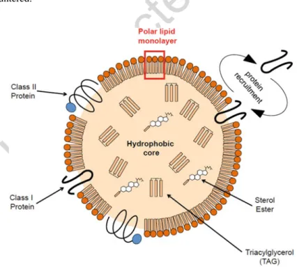 Fig. 11.1 General architecture of a triacylglycerol-containing lipid droplet