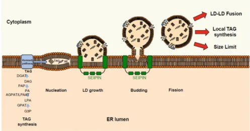 Fig. 11.2 Principles of lipid droplet biogenesis in eukaryotes
