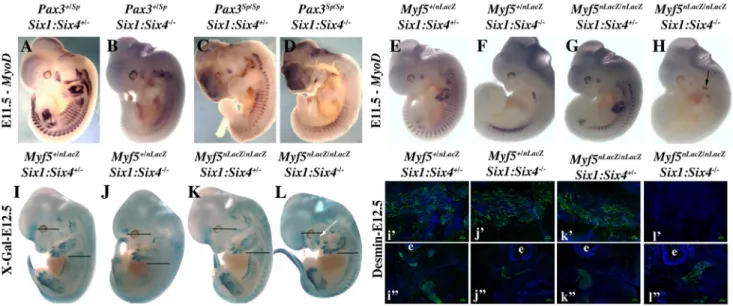 Figure 6. Axial Myod expression is lost in Myf5 2/2 :Six1 2/2 /Six4 2/2 embryos. A–H, Whole mount in situ hybridization using a Myod probe, I–L, X-Gal staining, and i9–l9, i0–l0 immunohistochemistry on sagittal sections of I–L embryos at the interlimb somi