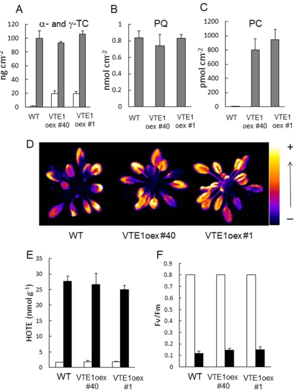 Figure 8.  Responses of VTE1-overexpressing Arabidopsis plants to excess light energy