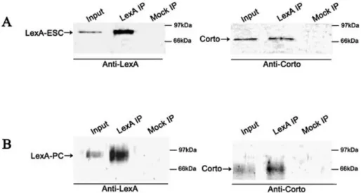 Figure 3. Co-immunoprecipitation of LexA-ESC or LexA-PC and Corto. Nuclear extracts of heat-shocked 0±4 h embryos from the hs-LexA-ESC strain (A) or overnight embryos of the a1T-LexA-PC strain (B) were immunoprecipitated with anti-LexA beads (LexA IP) or w