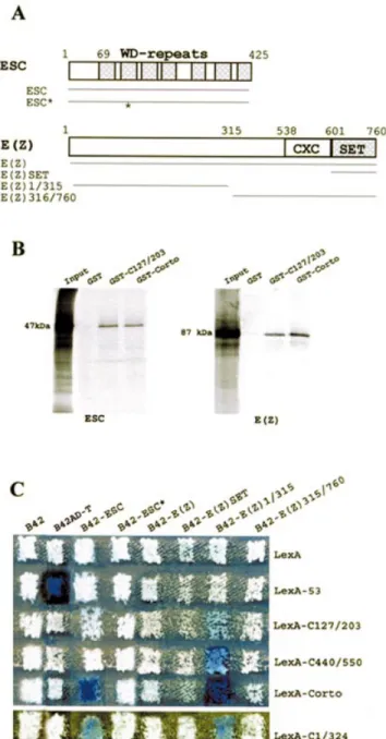 Figure 4. Corto binds to ESC and E(Z). (A) Schematic representations of the ESC and E(Z) proteins and of the areas subcloned in-frame with B42 in plasmid pJG4-5