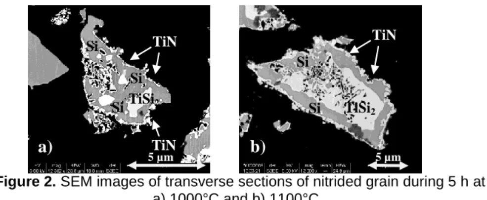 Figure 3. SEM images of a section of a grain nitrided during 50 h at 1100°C. 