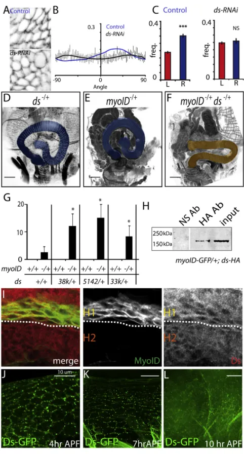 Figure 6. Genetic and Biochemical Interac- Interac-tion between MyoID and Ds in H1 Cells (A) Representative images of H2 cells at 10 hr APF, from control flies (top) or ds-RNAi flies (bottom).