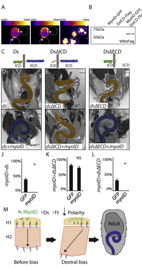 Figure 7. MyoID Interacts with Ds Intracel- Intracel-lular Domain