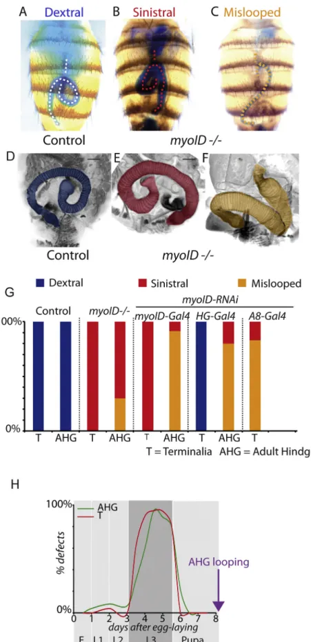 Figure 1. myosin ID Controls Adult Hindgut Looping