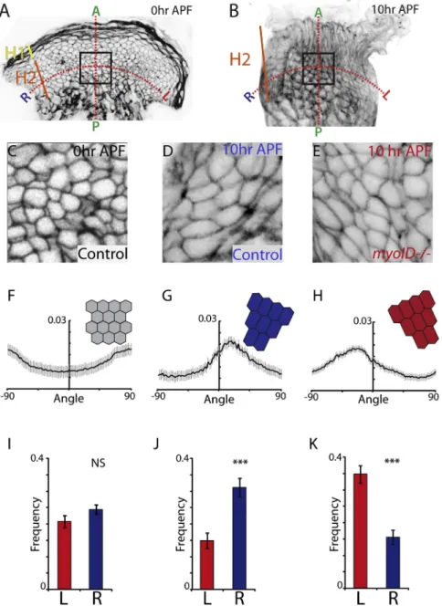 Figure 4. MyoID Controls Early LR Polariza- Polariza-tion of H2 Cells